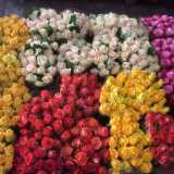 I tanti colori delle rose
